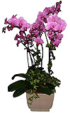 Plants